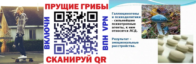 darknet какой сайт  KRAKEN онион  Палласовка  Псилоцибиновые грибы GOLDEN TEACHER 